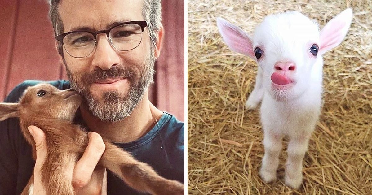 25+ Baby Goats That Are Sweeter Than Baby Yoda