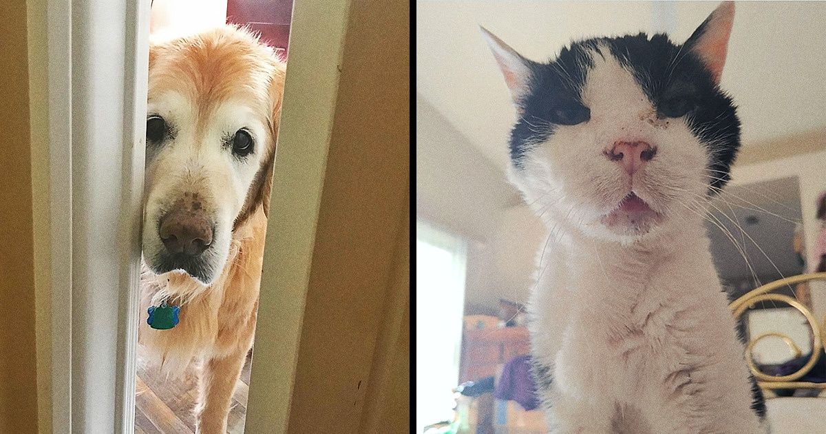 20+ Senior Pets That Still Have Our Hearts and Always Will 20+ Senior Pets That Still Have Our Hearts and Always Will