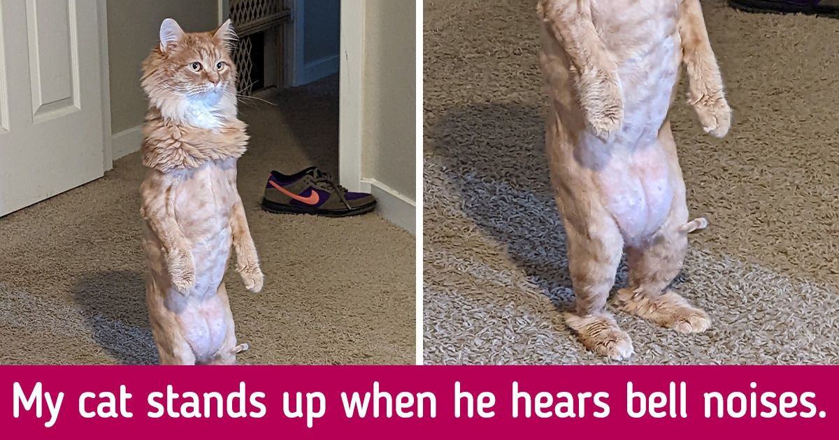 20 Times Animals Reached the Maximum Level of Being Both Derpy and Cute