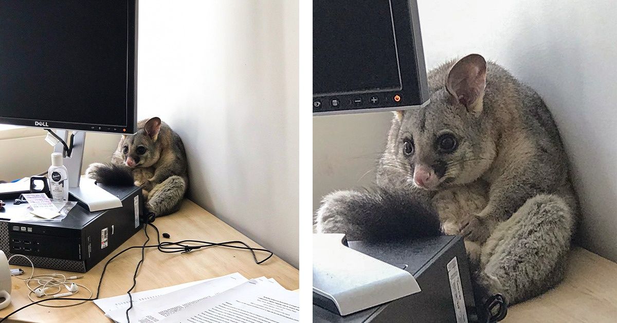 A Little Australian Possum Walked Into a Girl’s Office and Brightened Up the Workday of Every Twitter User A Little Australian Possum Walked Into a Girl’s Office and Brightened Up the Workday of Every Twitter User