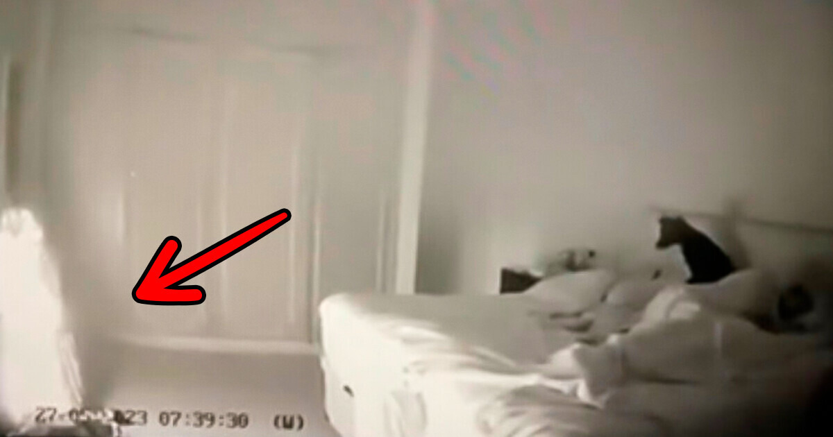 A Dog Alerts Her Sleeping Owner to the Lethal Threat Inside Their Bedroom A Dog Alerts Her Sleeping Owner to the Lethal Threat Inside Their Bedroom