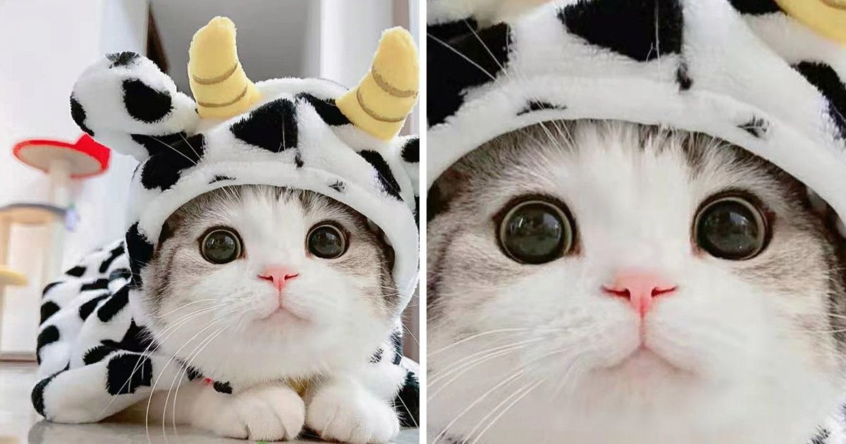 20 Pets That Could Set Up Their Own Runway and Steal the Show