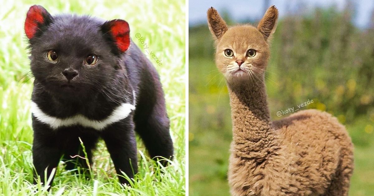 What 25 Animals Would Look Like if They Had a Cat's Face