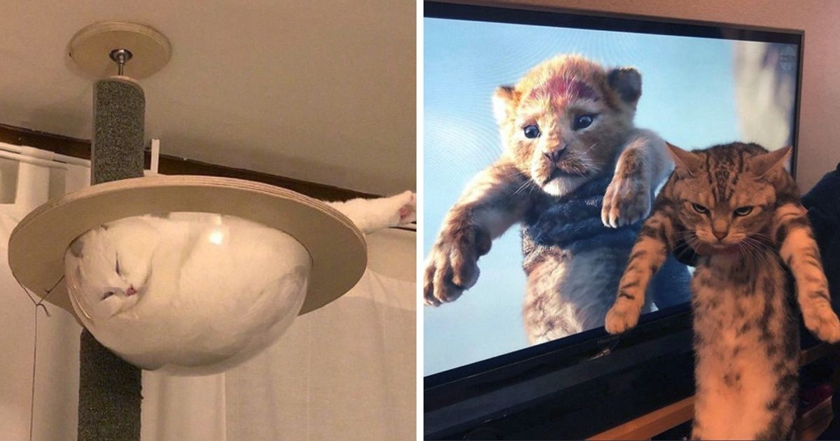 20 Quirky Cats Who Know How to Entertain This World
