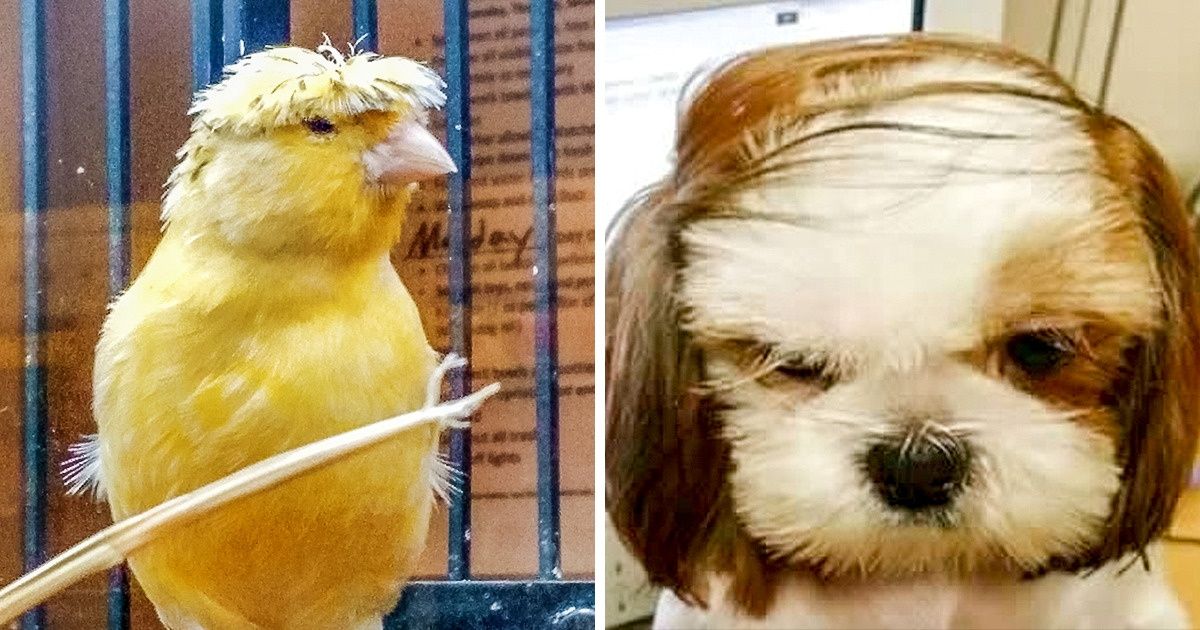 22 Animals Who Are Having a Really Bad Hair Day 22 Animals Who Are Having a Really Bad Hair Day