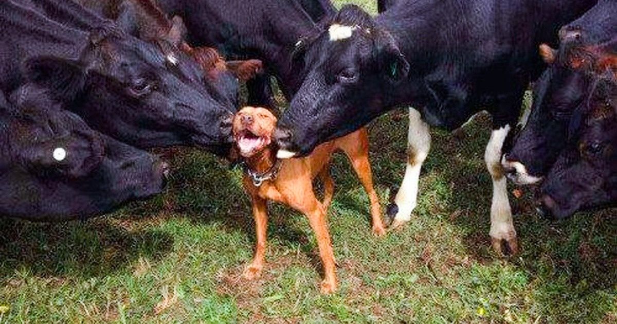 22 Animals That Seem to Be Extremely Happy