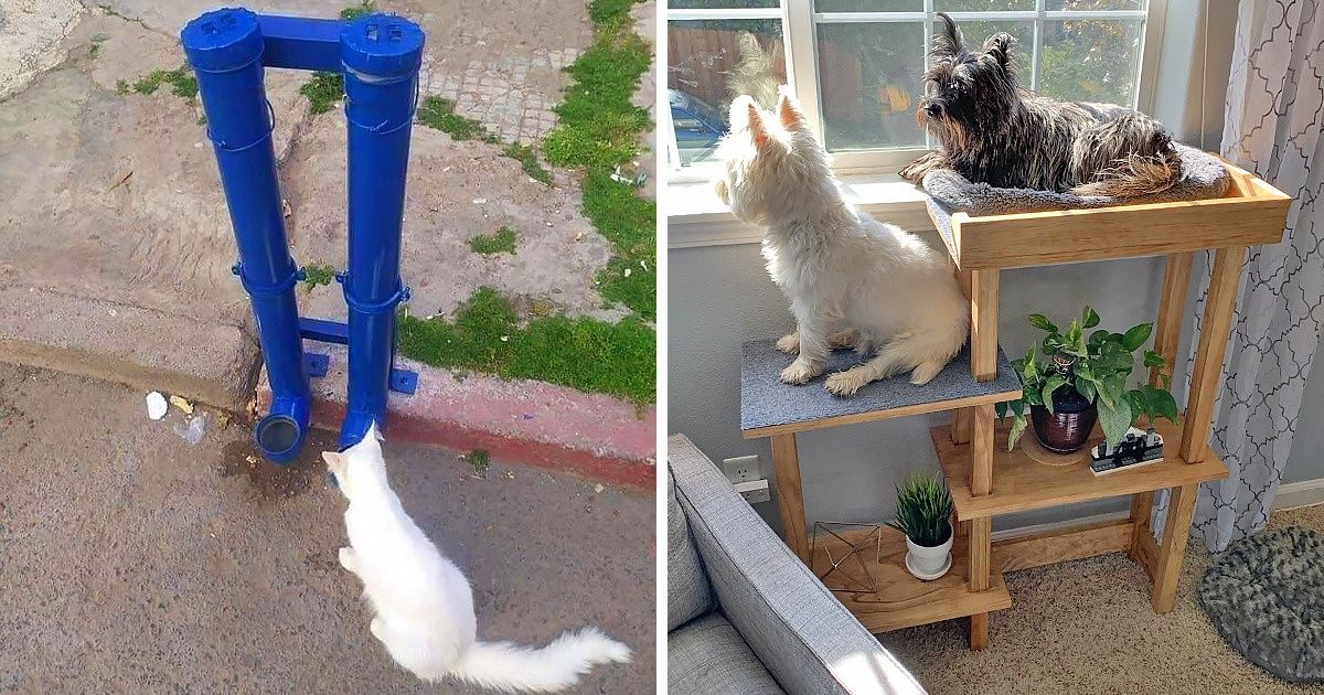 20+ People Who Proved Their Endless Love for Their Pets With Handmade Gifts 20+ People Who Proved Their Endless Love for Their Pets With Handmade Gifts