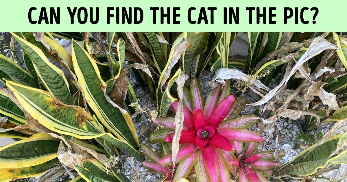 Test: Can You Find the Hidden Cat in These 20 Pics Test: Can You Find the Hidden Cat in These 20 Pics