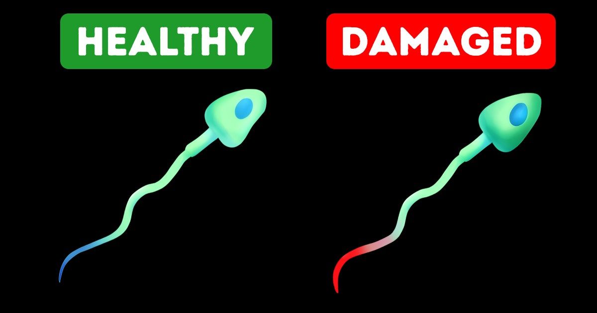 Study Reveals That WiFi Devices Affect Male Fertility Study Reveals That WiFi Devices Affect Male Fertility