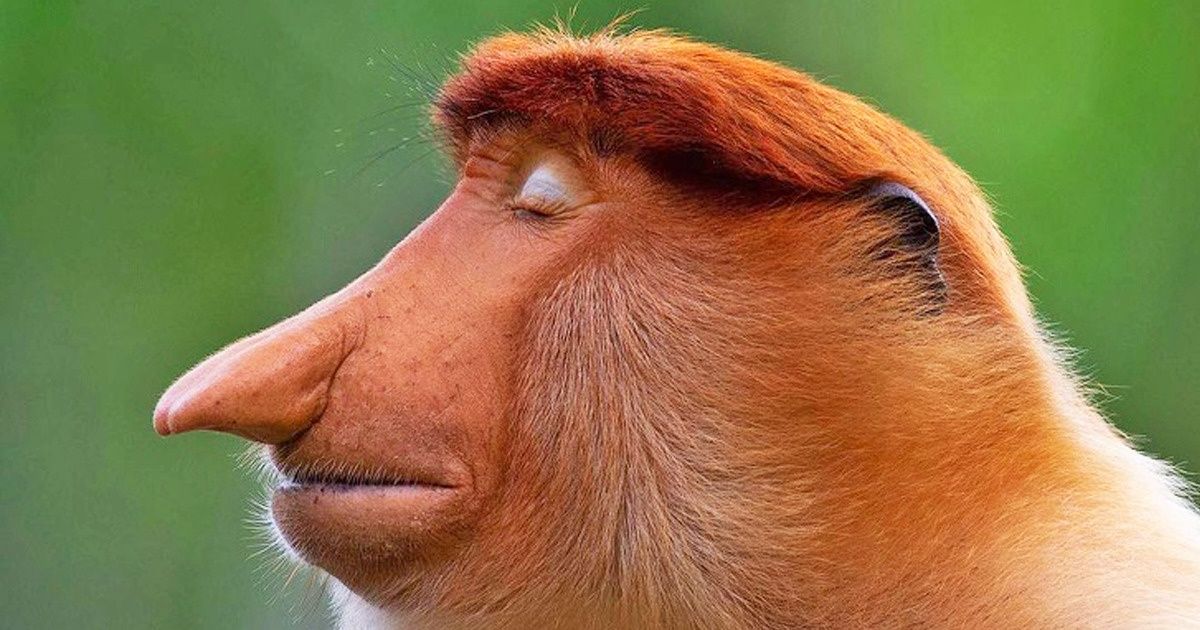 A Wildlife Photographer Found a Unique Way to Show Animal’s Personalities, and It’s Enchanting