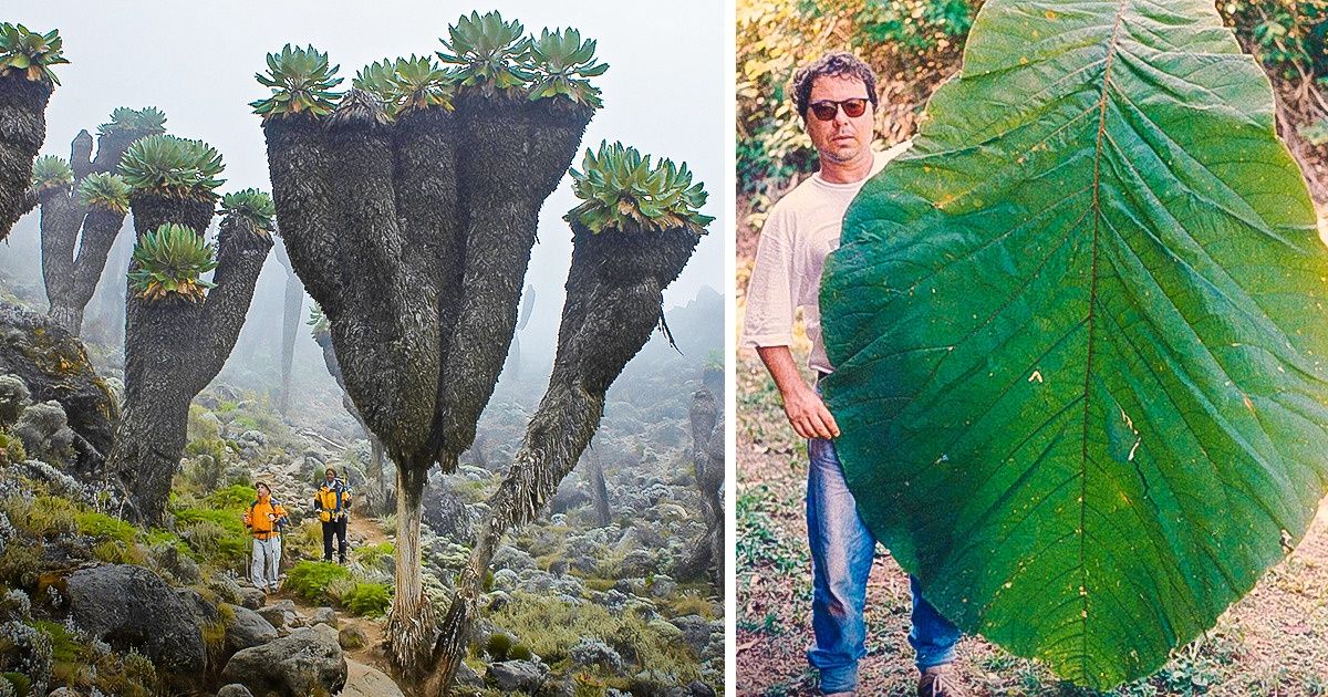 15 Photos That Will Make You Feel Like a Tiny Ant