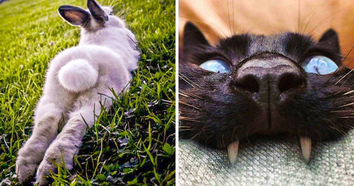 22 Animal Photos That Couldn’t Be Timed Better