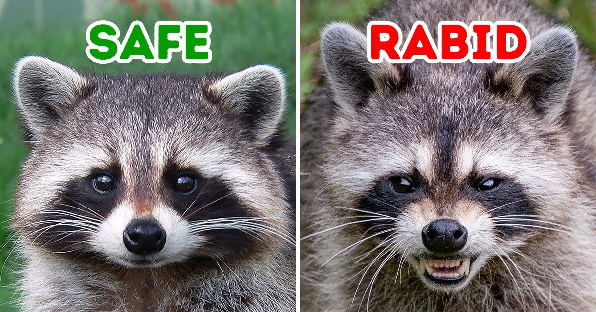 How to Recognize a Rabid Animal, and What to Do If You See One