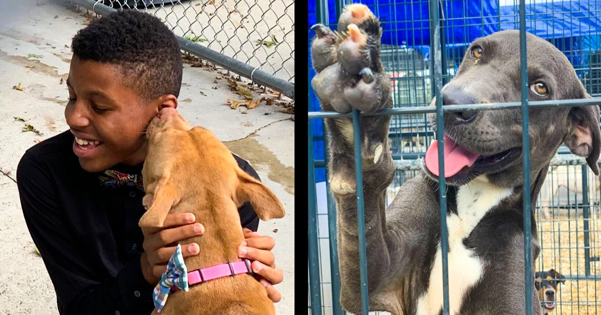 A 12-Year-Old Guy Makes Bow Ties to Help Shelter Animals Find a Loving Home, and He Won’t Stop Until Every Cage Is Empty A 12-Year-Old Guy Makes Bow Ties to Help Shelter Animals Find a Loving Home, and He Won’t Stop Until Every Cage Is Empty