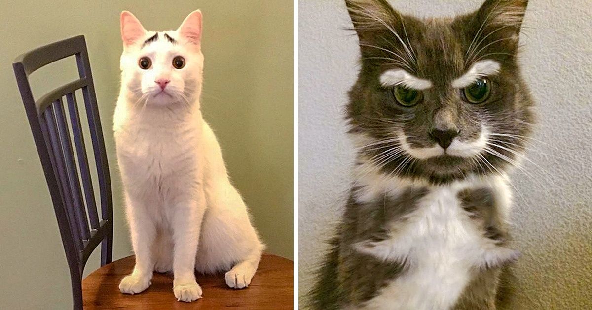 16 Animal Photos Proving That Nature Has a Great Sense of Humor 16 Animal Photos Proving That Nature Has a Great Sense of Humor