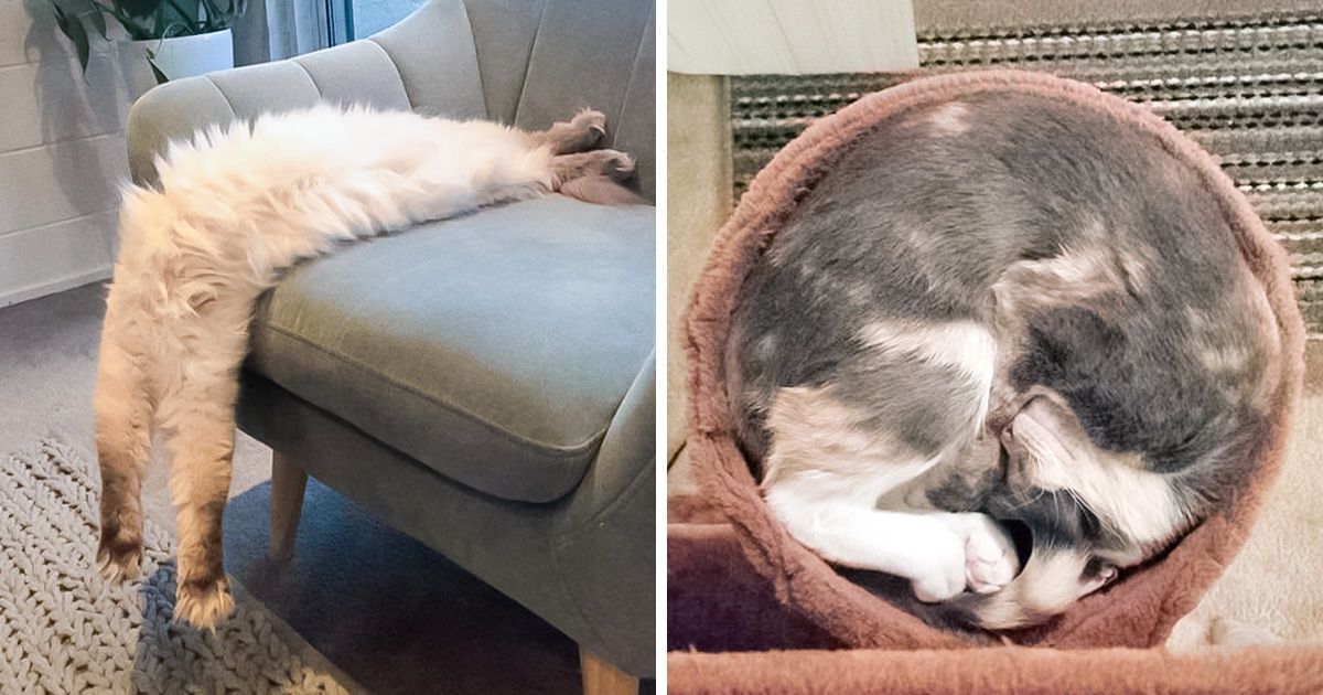25 Cats Who Defied All the Rules of Flexibility in a Really Weird Way 25 Cats Who Defied All the Rules of Flexibility in a Really Weird Way