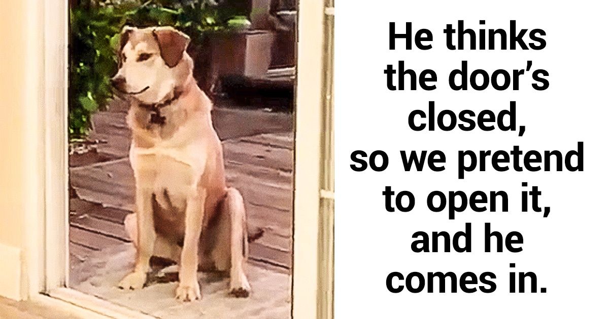 20 Hilarious Animal Photos That Can Make You Forget About the Autumn Blues