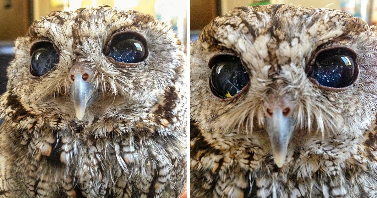 15+ Adorable Photos That Prove There Are No Animals as Majestic as Owls 15+ Adorable Photos That Prove There Are No Animals as Majestic as Owls