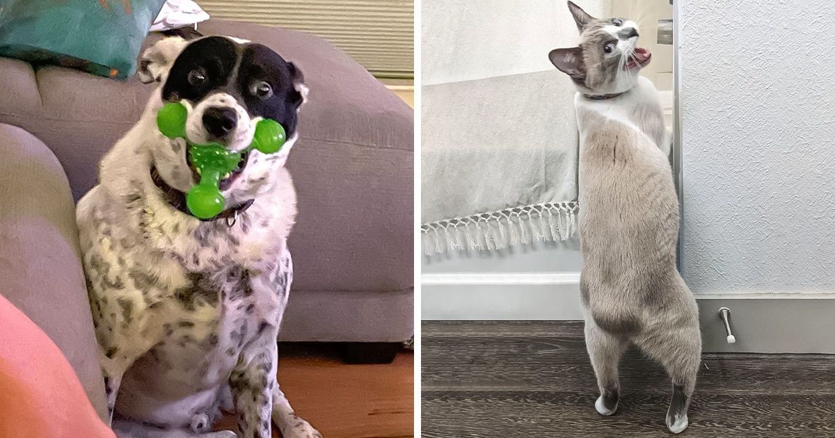 20 Animals Who Can Hardly Imagine How Comical They Are