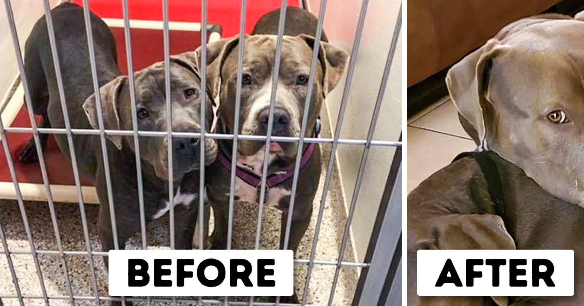 A Couple of Pit Bulls Fell in Love in a Shelter, and Nobody Can Break ...