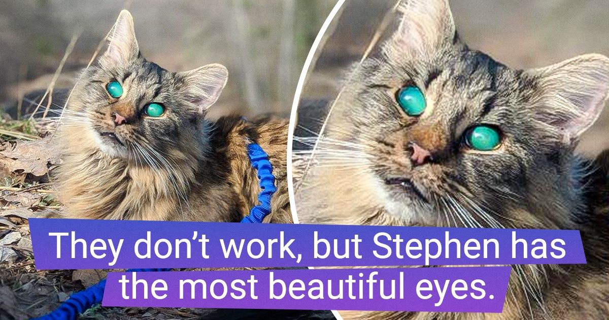 15 Animals Who Are Living Proof of Nature’s Ability to Create Beauty