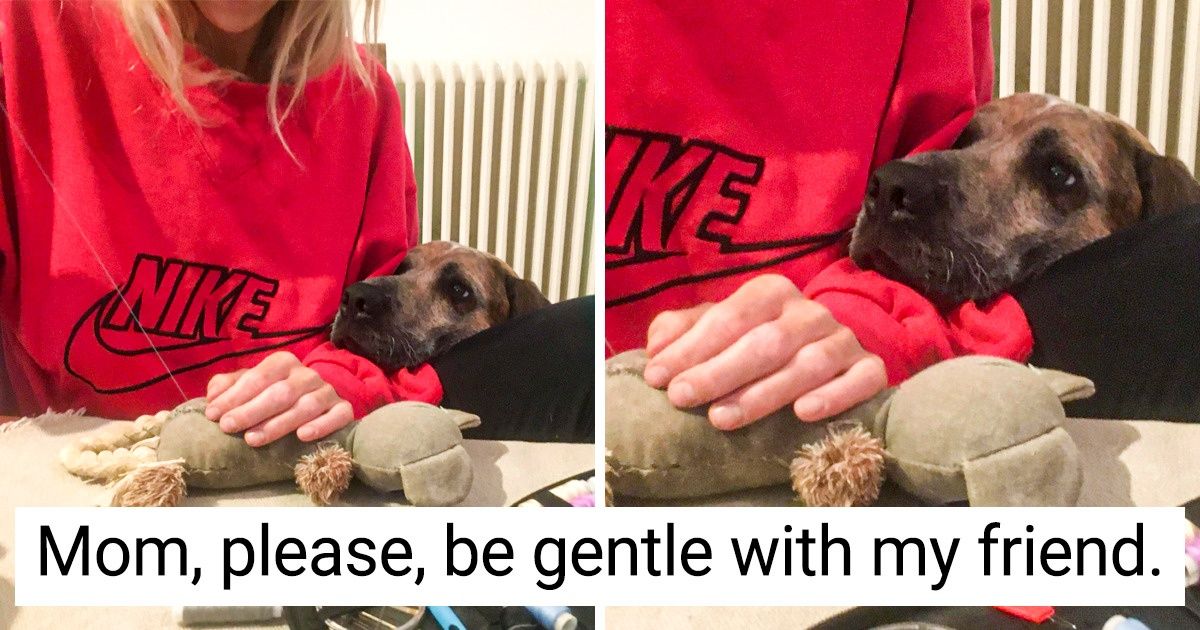 22 Photos That Show Animals Have the Purest Hearts