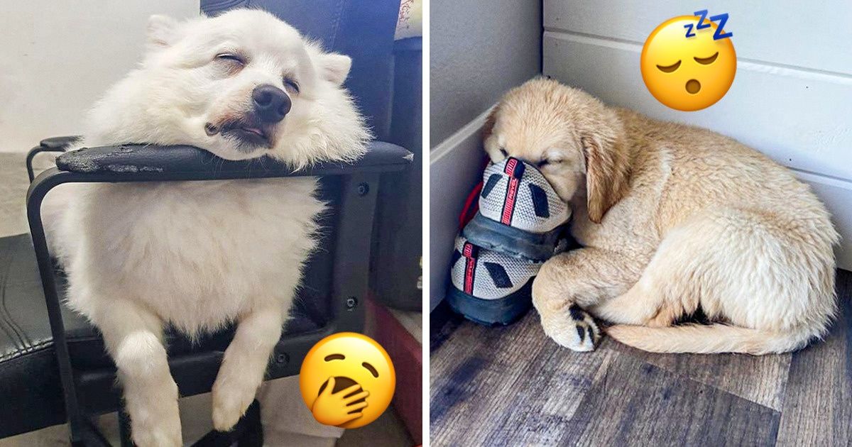 20 Dogs That Don’t Care About Being “Normal” While Sleeping