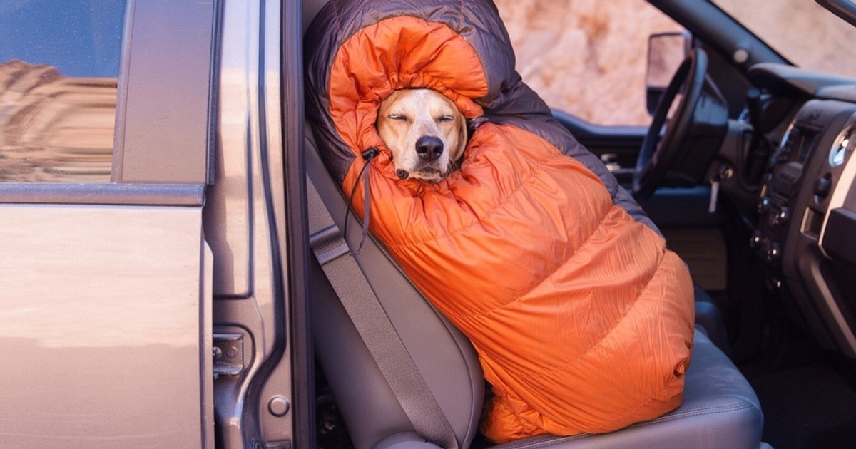 This guy adopted a dog from a shelter and took it on a road trip across America