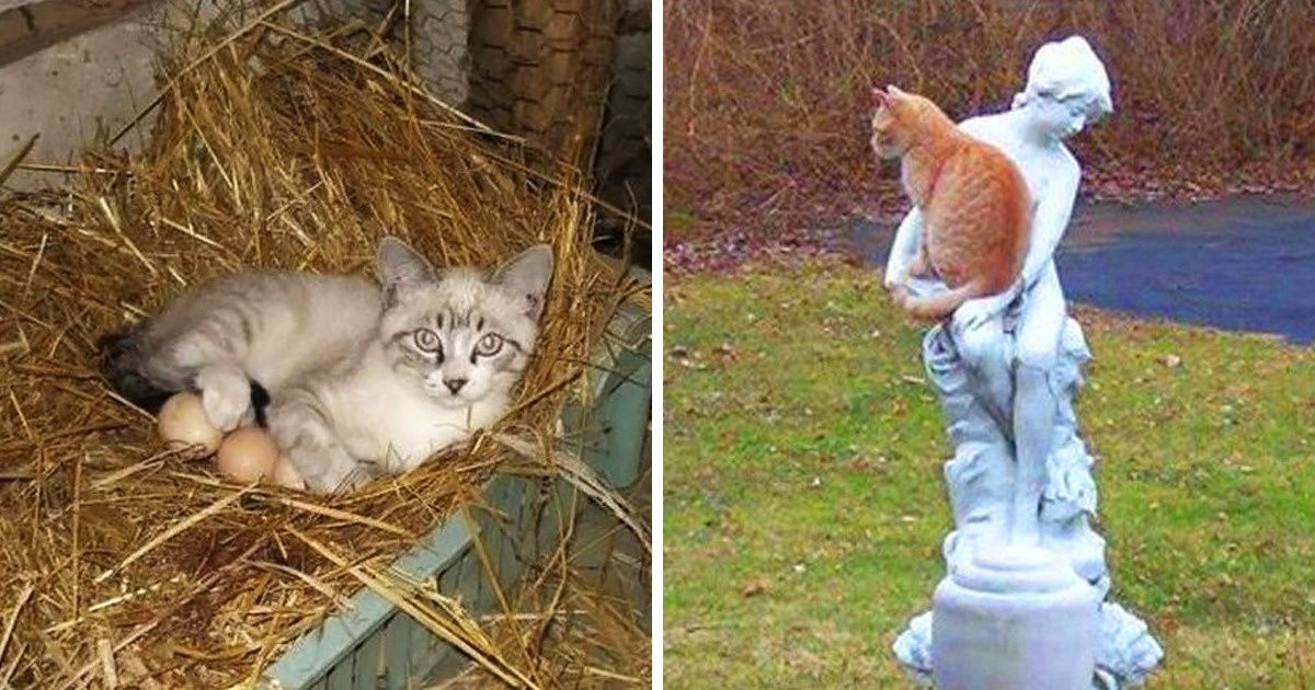 20 Relaxed Cats Who’ll Feel at Home Everywhere