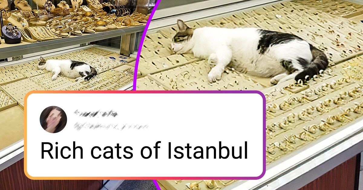20+ Furry Facts Proving That Cats Can Walk Wherever They Like 20+ Furry Facts Proving That Cats Can Walk Wherever They Like