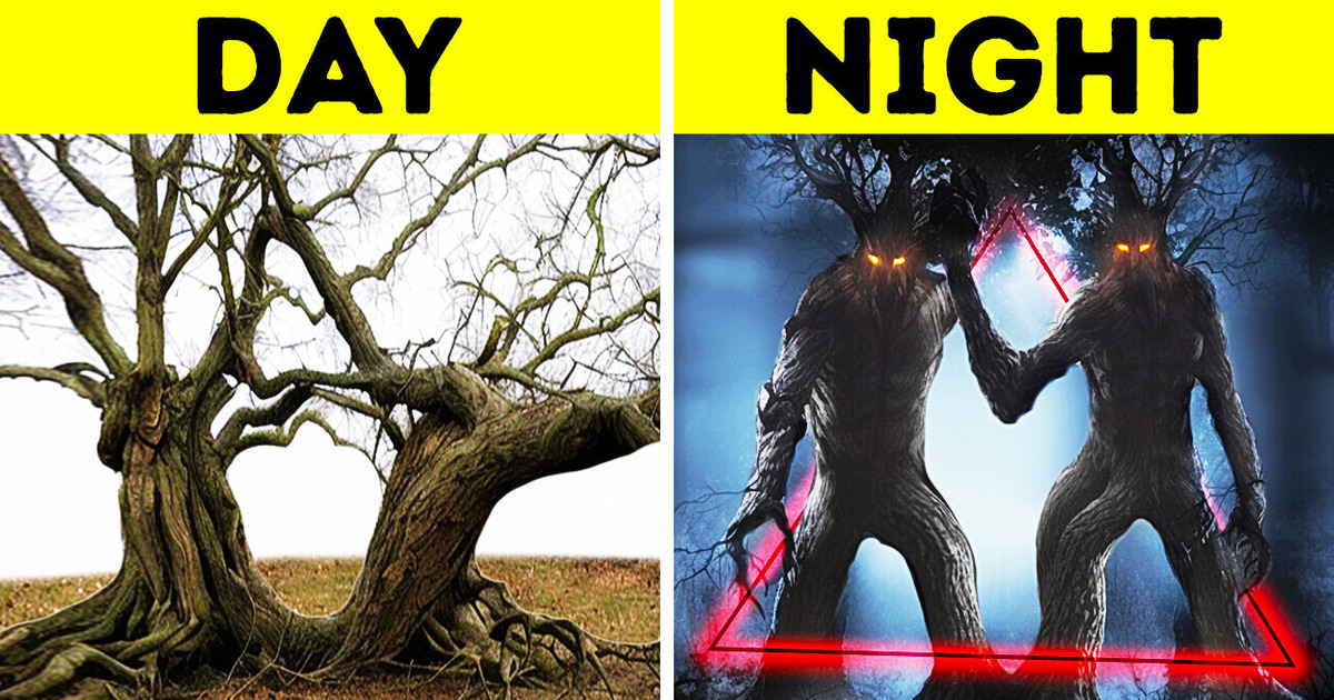 Scientists Can’t Explain the Phenomenon of This Eerie Forest Scientists Can’t Explain the Phenomenon of This Eerie Forest