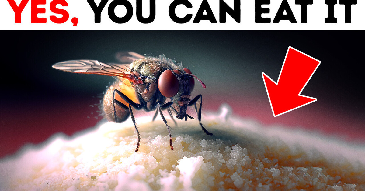 What Flies Really Do When They Land on Food What Flies Really Do When They Land on Food