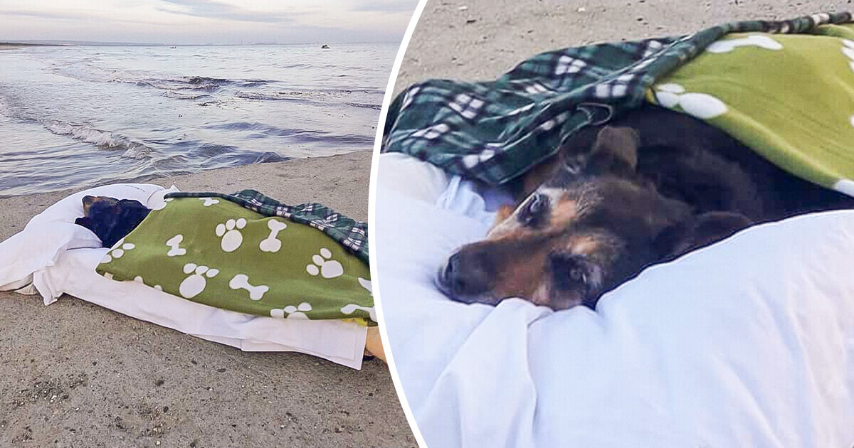 A Man Takes His Elderly Dog to See the Sea for the Last Time, “Losing Them Is the Most Painful Thing”