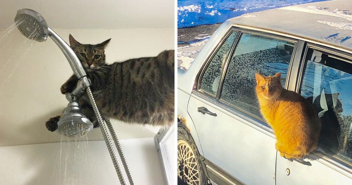21 Cats That Have Their Own Definition of Logic