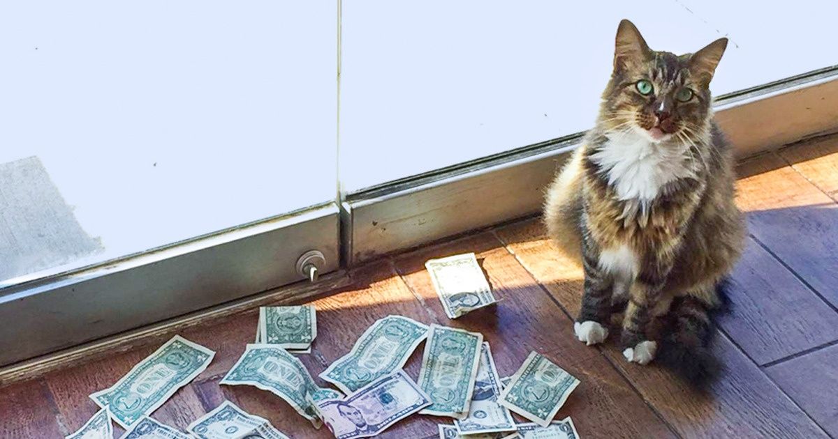Смешной кот с деньгами. Cats on crack. Кот с калькулятором. Cats start earning. Cats start earning.