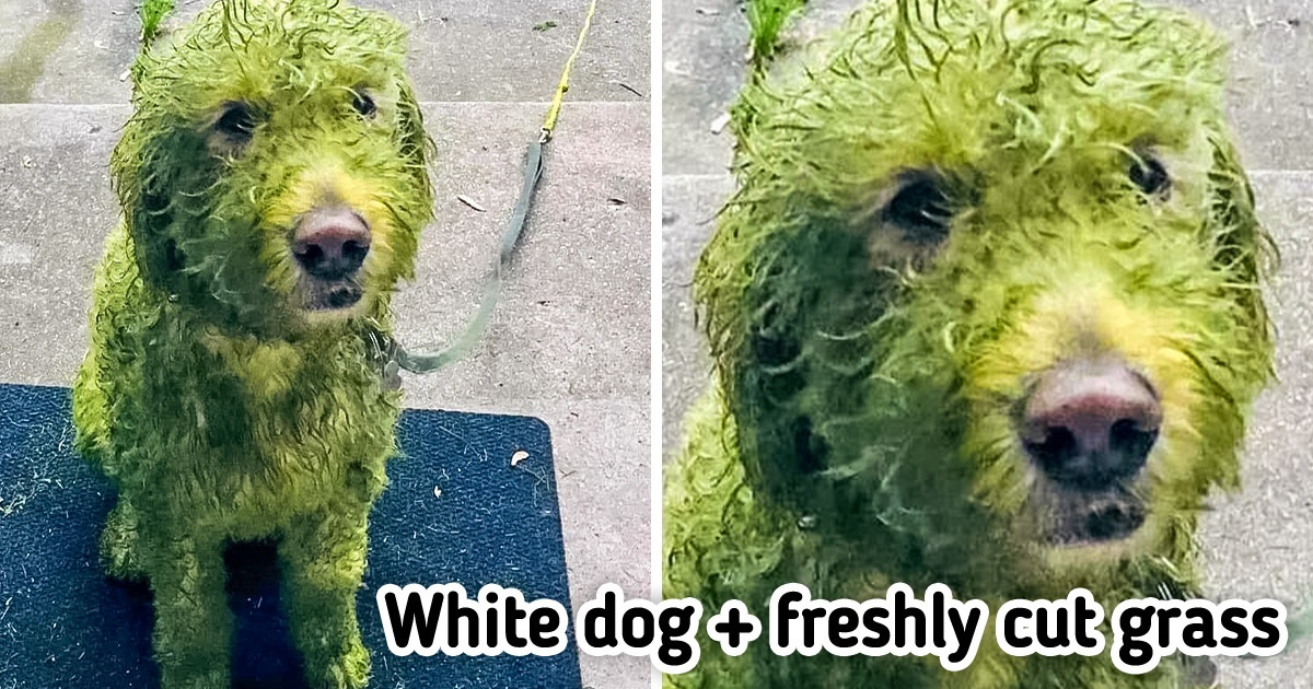 15 Pics That Will Add an Extra Ray of Sunshine to Your Day