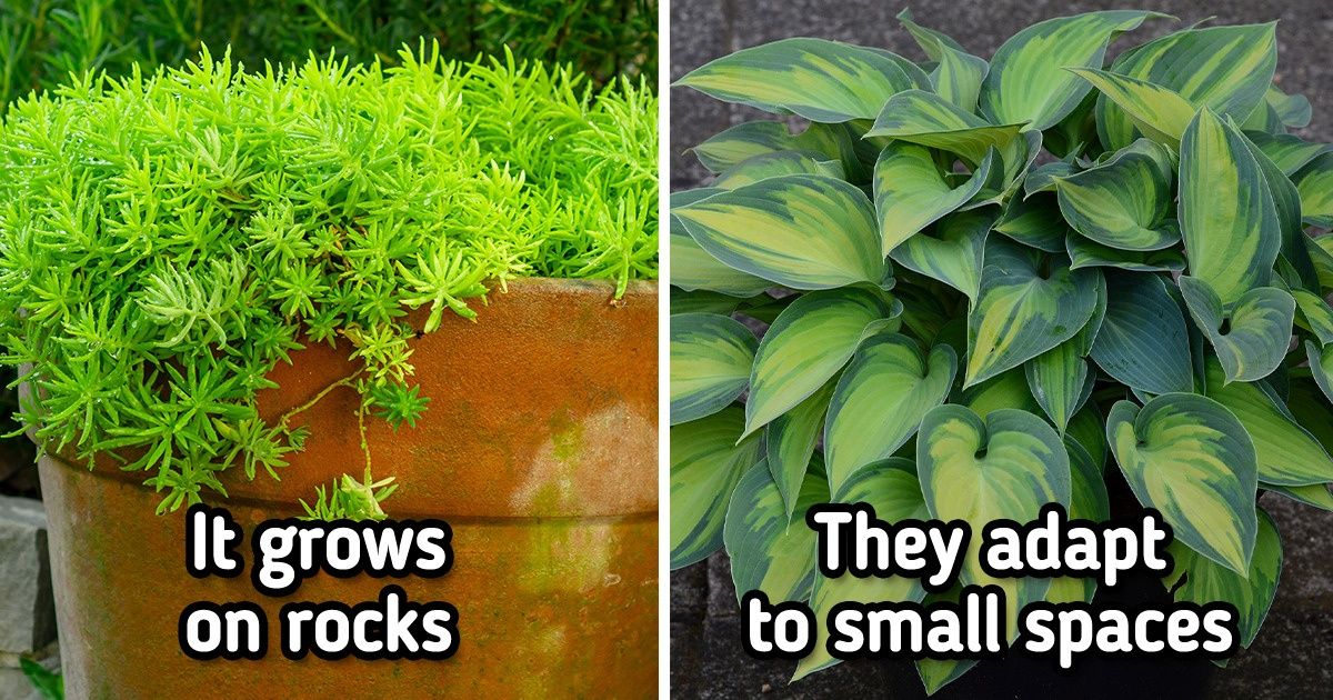 10 Low Maintenance Plants That Will Enhance Your Garden