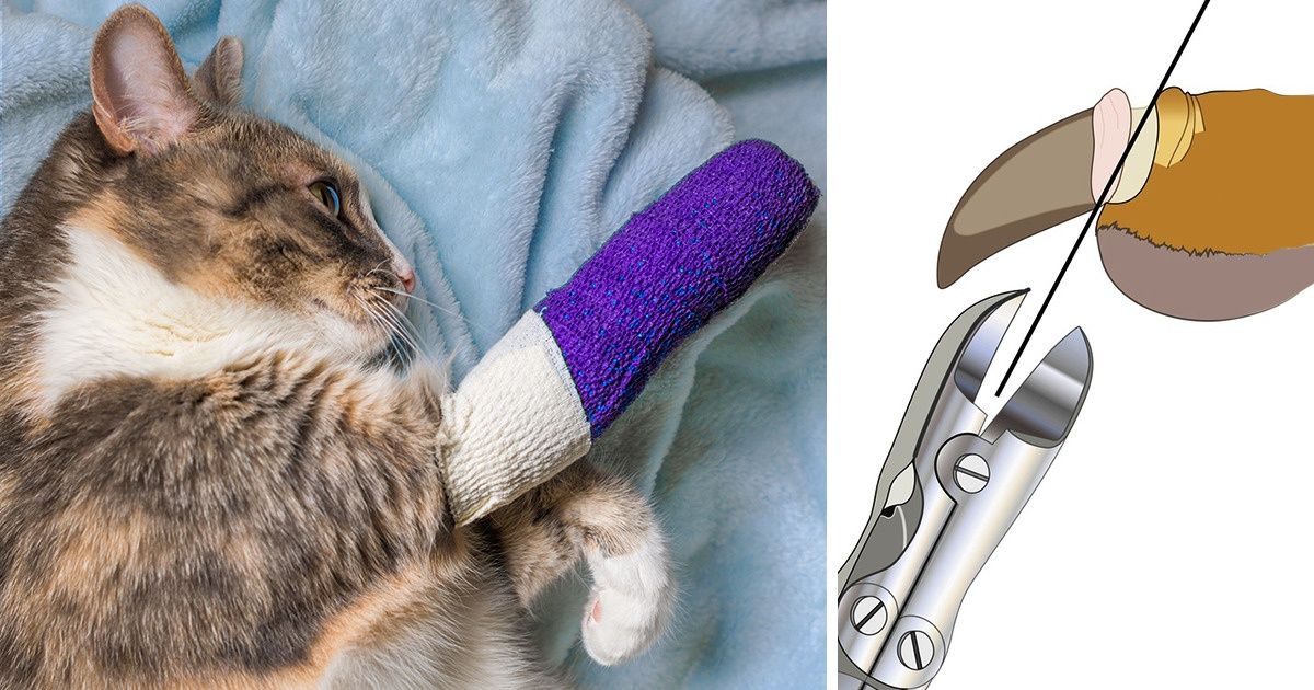 6 Reasons Why Declawing Your Cat Is a Selfish and Brutal Idea
