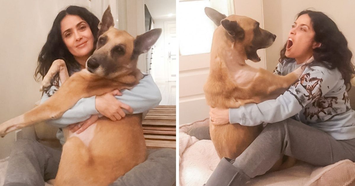 Science Says Your Dogs Really Do Understand What You Say to Them Science Says Your Dogs Really Do Understand What You Say to Them
