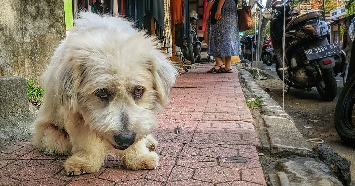 Study Discovers That Yelling at Your Dog Has a Destructive Impact on Its Mind Study Discovers That Yelling at Your Dog Has a Destructive Impact on Its Mind