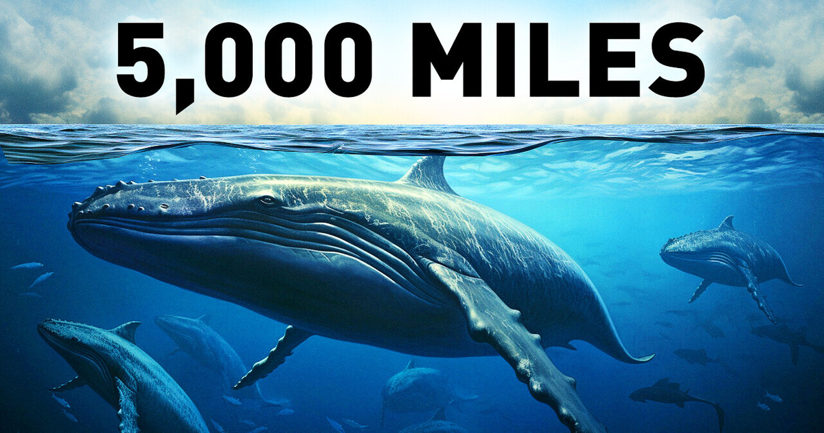 These Animals Travel Across the World, but Why? These Animals Travel Across the World, but Why?