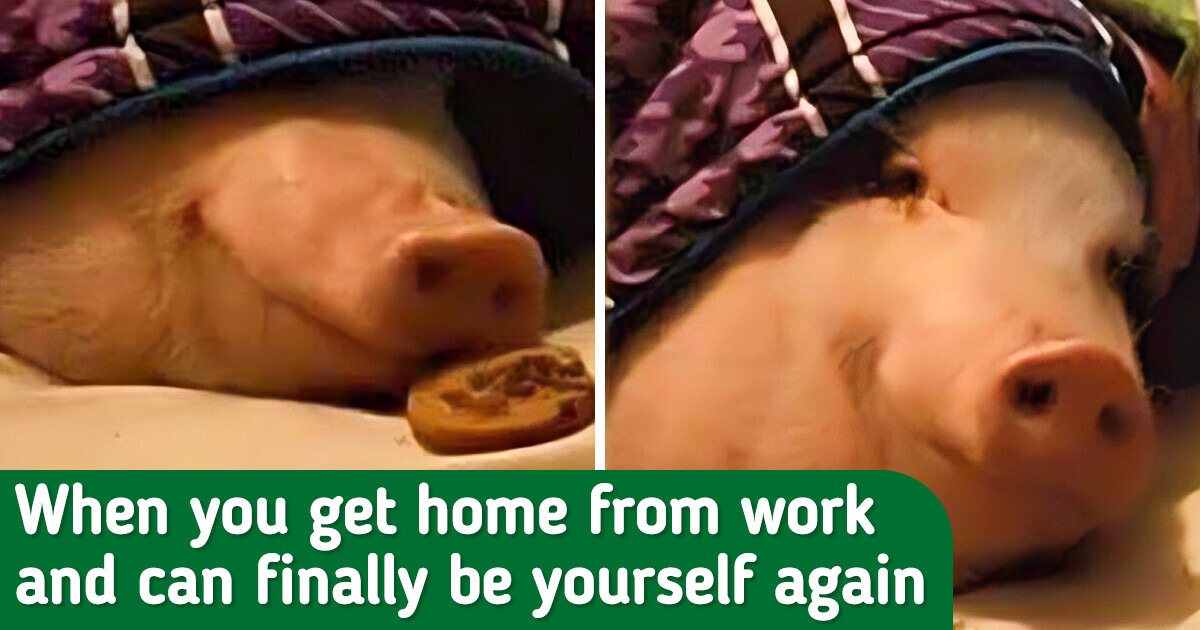 Best Friday Meme to Help You Celebrate the End of the Working Week With Your Colleagues and Friends