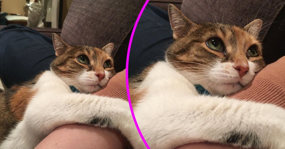 15+ Pets Who Revealed All the Love They Have for Their Humans