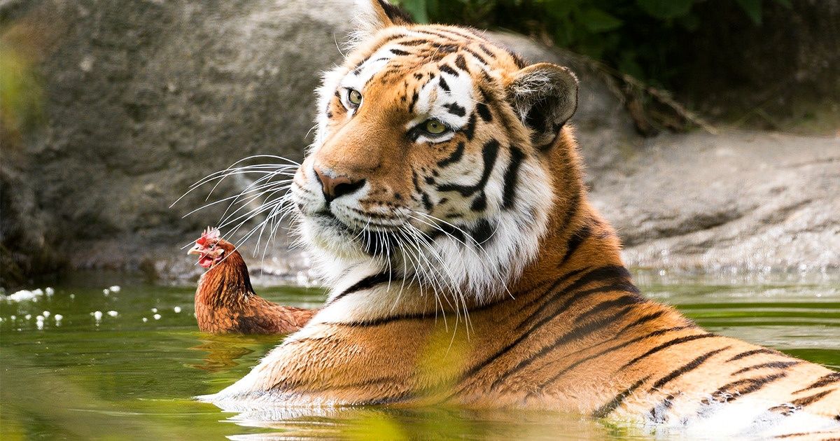 Test: Find Out How Perceptive You Are by Looking for the Mistakes in These Pictures Test: Find Out How Perceptive You Are by Looking for the Mistakes in These Pictures