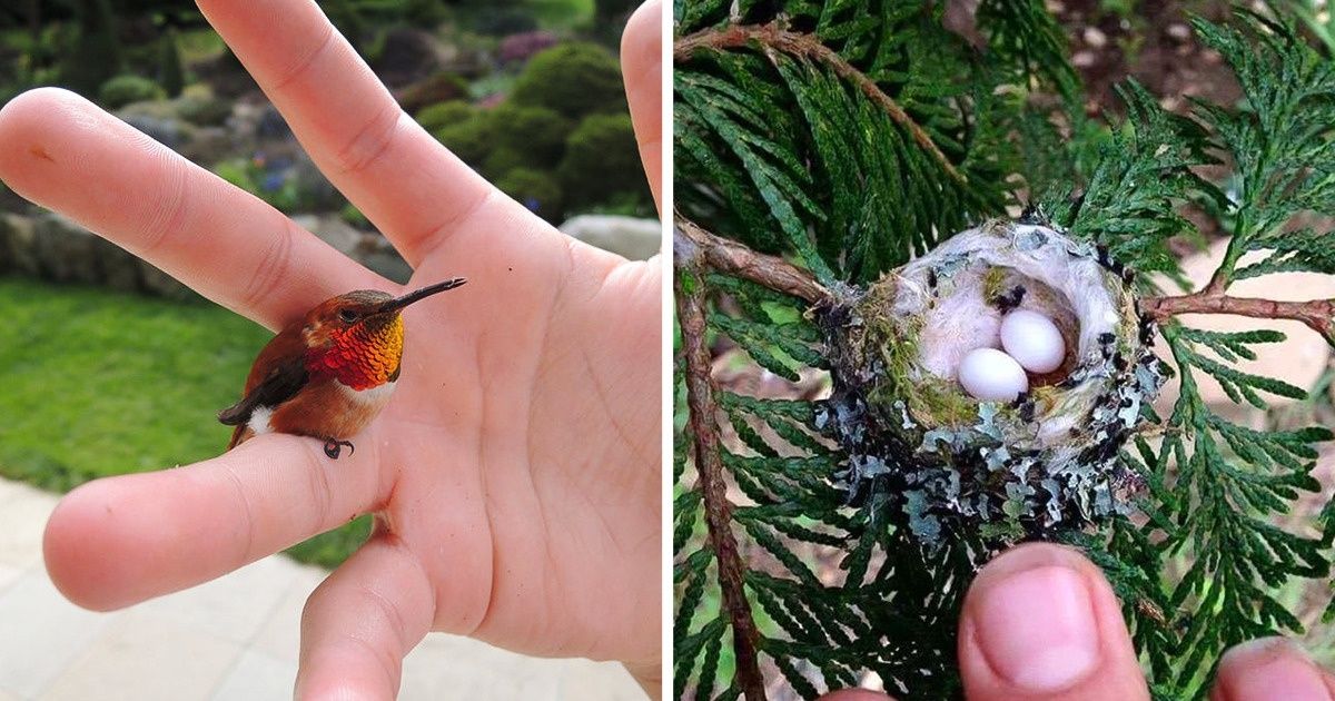 10 Ways You Can Create a Bird-Friendly Garden 10 Ways You Can Create a Bird-Friendly Garden