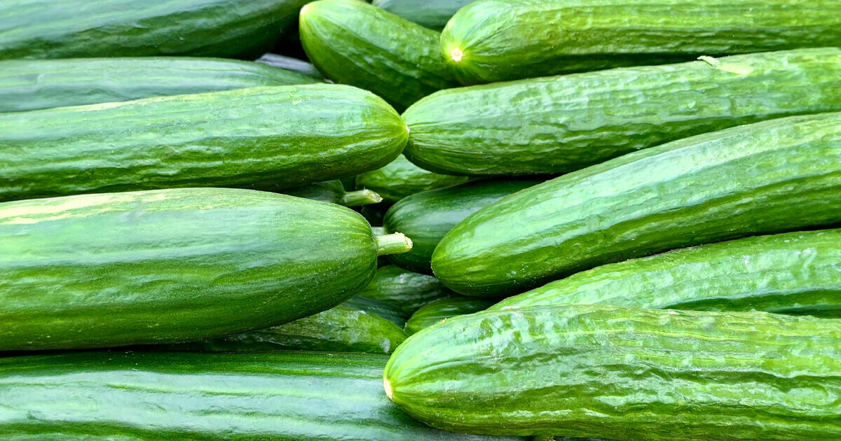 Cucumbers Recalled In 14 States Because Of Salmonella Risk: Here’s ...