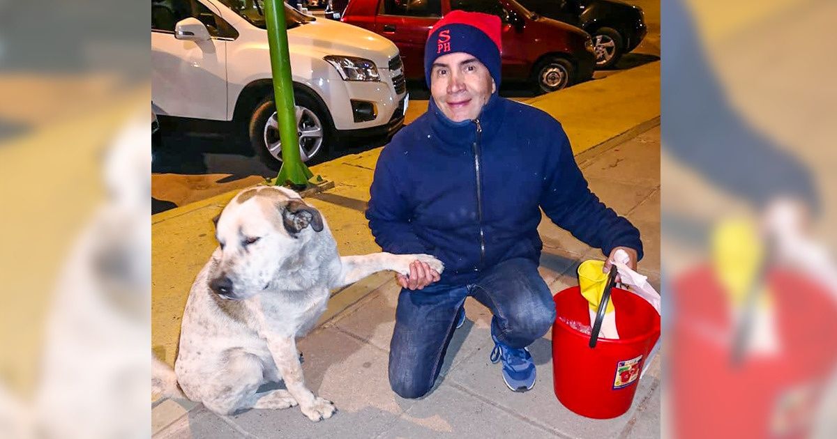 A Bolivian Man Found a Way to Save Stray Dogs From Hunger, and We Can Do This in Every City for Free A Bolivian Man Found a Way to Save Stray Dogs From Hunger, and We Can Do This in Every City for Free