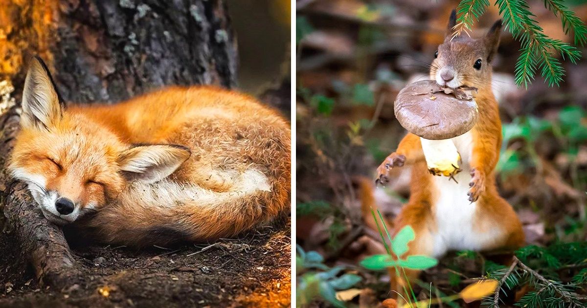 A Photographer Captures the Magic of Untouched Forests in Finland, and It’s a Real-Life Fairytale (20 Pics) A Photographer Captures the Magic of Untouched Forests in Finland, and It’s a Real-Life Fairytale (20 Pics)