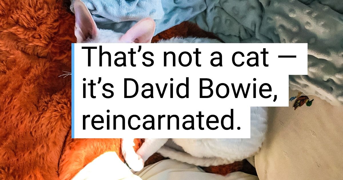 17 Peculiar Looking Pets That Might Make You Doubt Reality