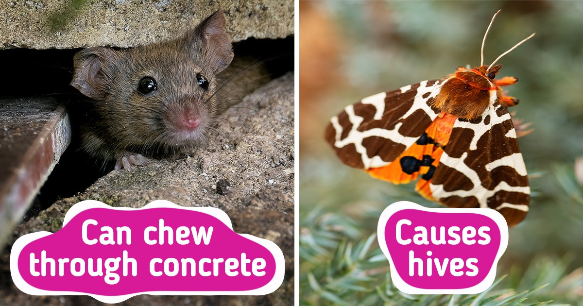 10 Animals Who Are Actually Dangerous Despite Their Innocent Looks 10 Animals Who Are Actually Dangerous Despite Their Innocent Looks